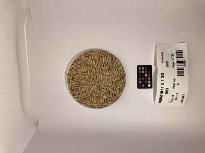 Click for 1 image(s) for this accession. SEED